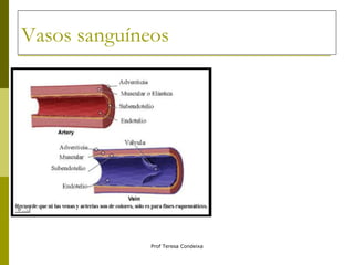 Vasos sanguíneos 