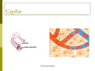 Capilar 