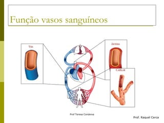 Função vasos sanguíneos Prof. Raquel Cerca 