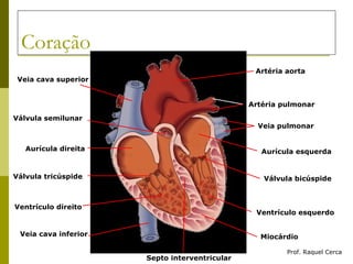 Coração Prof. Raquel Cerca Artéria pulmonar Veia pulmonar Artéria aorta Veia cava superior Veia cava inferior Aurícula esquerda Válvula bicúspide Ventrículo esquerdo Miocárdio Septo interventricular Ventrículo direito Válvula tricúspide Aurícula direita Válvula semilunar 
