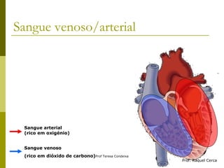 Sangue venoso/arterial Sangue arterial (rico em oxigénio) Sangue venoso  (rico em dióxido de carbono) Prof. Raquel Cerca 