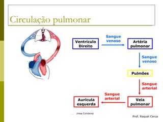 Circulação pulmonar Ventrículo Direito Artéria pulmonar Pulmões Veia pulmonar Aurícula esquerda Prof. Raquel Cerca Sangue venoso Sangue arterial Sangue arterial Sangue venoso 