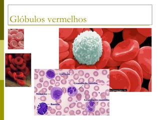 Glóbulos vermelhos 
