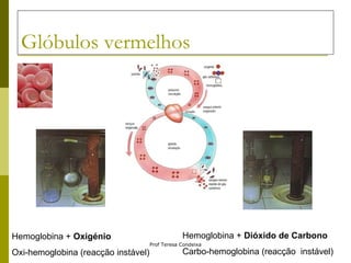 Glóbulos vermelhos Hemoglobina +  Oxigénio Oxi-hemoglobina (reacção instável) Hemoglobina +  Dióxido de Carbono Carbo-hemoglobina (reacção  instável) 