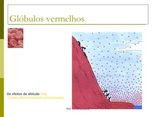 Glóbulos vermelhos Os efeitos da altitude  http ://www.discoverybrasil.com/everest/altitude/flash/noflash/index.shtml 