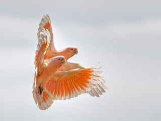 Imagens sem palavras