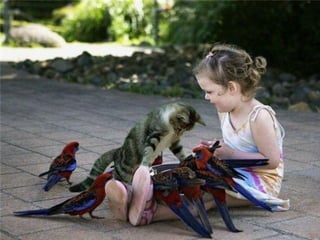 Imagens sem palavras