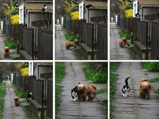 Imagens sem palavras