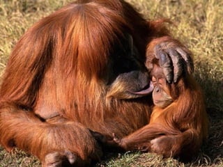 Imagens sem palavras