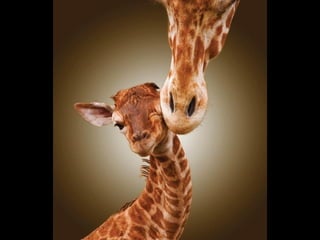 Imagens sem palavras