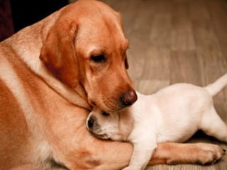 Imagens sem palavras