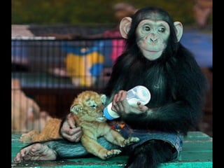 Imagens sem palavras