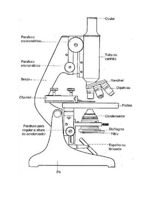 Imagens sobre célula procarionte