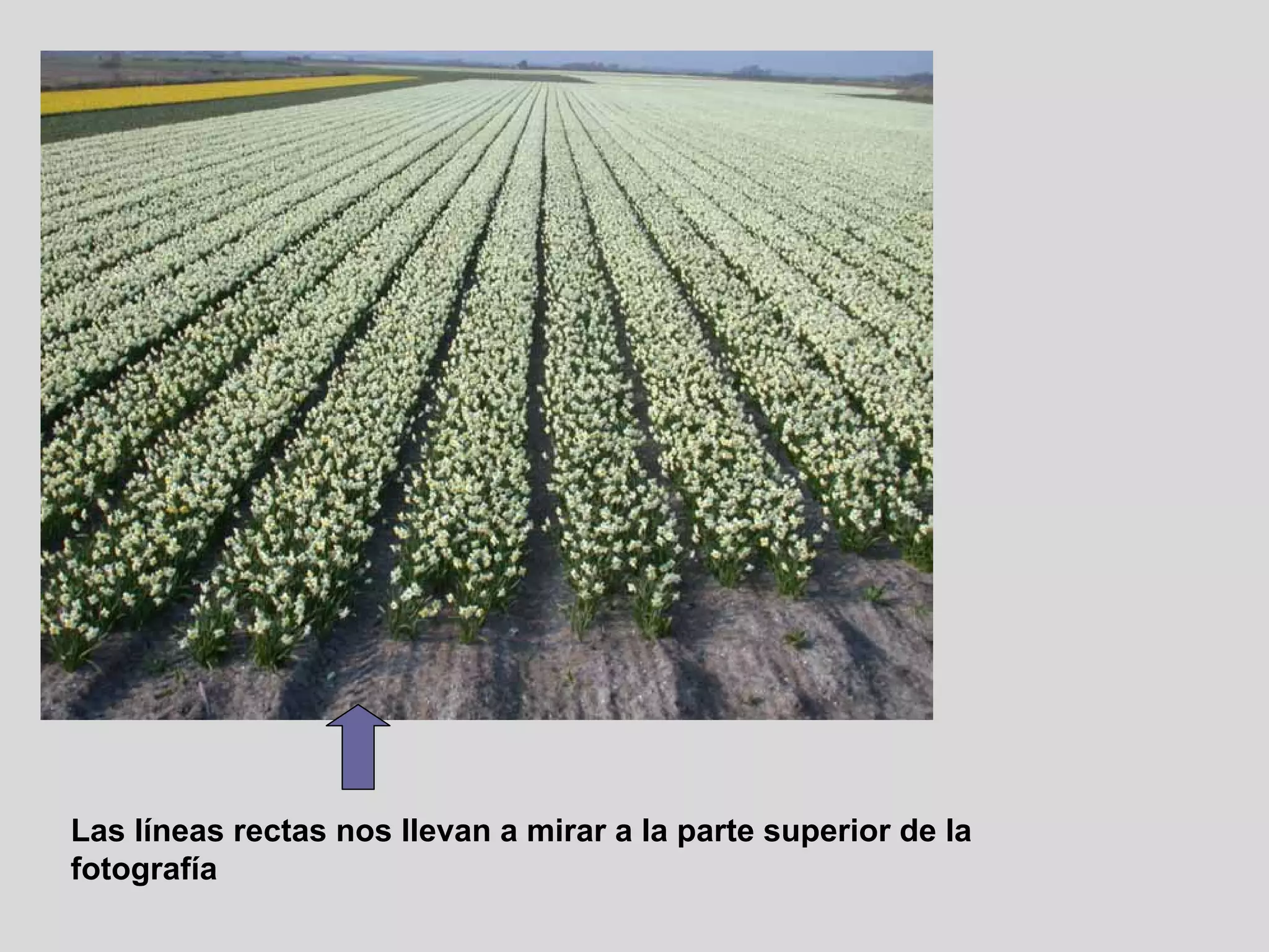 Las líneas rectas nos llevan a mirar a la parte superior de la
fotografía
 