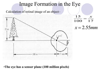Image Formation in the Eye
17100
15 x

mmx 55.2
–Calculation of retinal image of an object
•The eye has a sensor plane (100 million pixels)
 