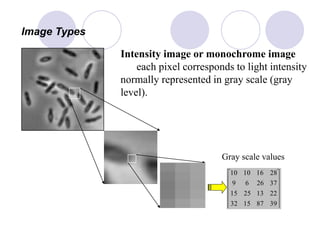 Image Types
Intensity image or monochrome image
each pixel corresponds to light intensity
normally represented in gray scale (gray
level).












39871532
22132515
372669
28161010
Gray scale values
 