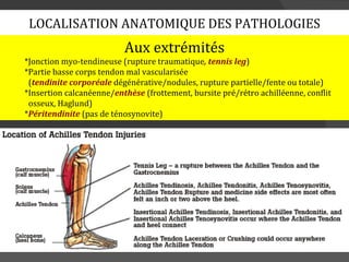 LOCALISATION ANATOMIQUE DES PATHOLOGIES
                          Aux extrémités
*Jonction myo-tendineuse (rupture traumatique, tennis leg)
*Partie basse corps tendon mal vascularisée
 (tendinite corporéale dégénérative/nodules, rupture partielle/fente ou totale)
*Insertion calcanéenne/enthèse (frottement, bursite pré/rétro achilléenne, conflit
 osseux, Haglund)
*Péritendinite (pas de ténosynovite)
 
