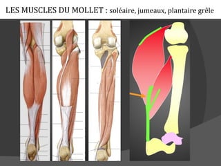 LES MUSCLES DU MOLLET : soléaire, jumeaux, plantaire grêle
 