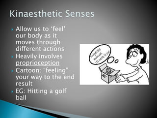  Allow us to ‘feel’
our body as it
moves through
different actions
 Heavily involves
proprioception
 Cartoon: “feeling”
your way to the end
result
 EG: Hitting a golf
ball
 