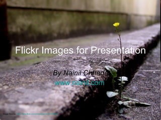 Flickr Images for Presentation By Nainil Chheda www.nainil.com   Image Source:  http://www.flickr.com/photos/jam343/1703693/   