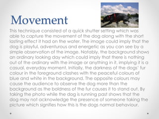 Movement
This technique consisted of a quick shutter setting which was
able to capture the movement of the dog along with the short
lasting effect it had on the water. The image could imply that the
dog is playful, adventurous and energetic as you can see by a
simple observation of the image. Notably, the background shows
an ordinary looking day which could imply that there is nothing
out of the ordinary with the image or anything in it, implying it is a
casual, everyday moment. Initially, the darkness of the dogs’ fur
colour in the foreground clashes with the peaceful colours of
blue and white in the background. The opposite colours may
cause the audience to observe the dog more than the
background as the boldness of the fur causes it to stand out. By
taking the photo while the dog is running past shows that the
dog may not acknowledge the presence of someone taking the
picture which signifies how this is the dogs normal behaviour.
 