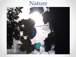 Nature
 