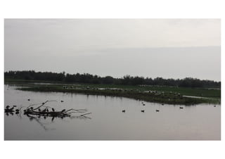 Primer de Primària. Sortida als aiguamolls.