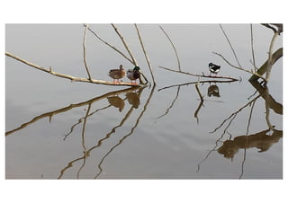 Primer de Primària. Sortida als aiguamolls.