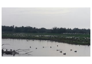 Primer de Primària. Sortida als aiguamolls.