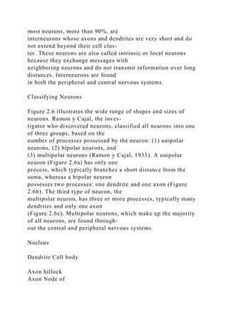 most neurons, more than 90%, are
interneurons whose axons and dendrites are very short and do
not extend beyond their cell clus-
ter. These neurons are also called intrinsic or local neurons
because they exchange messages with
neighboring neurons and do not transmit information over long
distances. Interneurons are found
in both the peripheral and central nervous systems.
Classifying Neurons
Figure 2.6 illustrates the wide range of shapes and sizes of
neurons. Ramon y Cajal, the inves-
tigator who discovered neurons, classified all neurons into one
of three groups, based on the
number of processes possessed by the neuron: (1) unipolar
neurons, (2) bipolar neurons, and
(3) multipolar neurons (Ramon y Cajal, 1933). A unipolar
neuron (Figure 2.6a) has only one
process, which typically branches a short distance from the
soma, whereas a bipolar neuron
possesses two processes: one dendrite and one axon (Figure
2.6b). The third type of neuron, the
multipolar neuron, has three or more processes, typically many
dendrites and only one axon
(Figure 2.6c). Multipolar neurons, which make up the majority
of all neurons, are found through-
out the central and peripheral nervous systems.
Nucleus
Dendrite Cell body
Axon hillock
Axon Node of
 