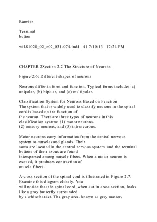Ranvier
Terminal
button
wiL81028_02_c02_031-074.indd 41 7/10/13 12:24 PM
CHAPTER 2Section 2.2 The Structure of Neurons
Figure 2.6: Different shapes of neurons
Neurons differ in form and function. Typical forms include: (a)
unipolar, (b) bipolar, and (c) multipolar.
Classification System for Neurons Based on Function
The system that is widely used to classify neurons in the spinal
cord is based on the function of
the neuron. There are three types of neurons in this
classification system: (1) motor neurons,
(2) sensory neurons, and (3) interneurons.
Motor neurons carry information from the central nervous
system to muscles and glands. Their
soma are located in the central nervous system, and the terminal
buttons of their axons are found
interspersed among muscle fibers. When a motor neuron is
excited, it produces contraction of
muscle fibers.
A cross section of the spinal cord is illustrated in Figure 2.7.
Examine this diagram closely. You
will notice that the spinal cord, when cut in cross section, looks
like a gray butterfly surrounded
by a white border. The gray area, known as gray matter,
 