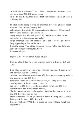 of the brain’s volume (Travis, 1994). Therefore, because there
are more than 200 billion neurons
in the human body, this means that our bodies contain at least 2
trillion glia!
In addition to being more plentiful than neurons, glia are much
smaller. The soma of most glial
cells ranges from 6 to 10 micrometers in diameter (Hammond,
1996). Like neurons, glia come in
many shapes and sizes (Figure 2.8). Astrocytes, also called
astroglia, are star-shaped and relatively
large. Microglia are the tiniest of glial cells. Radial glia have
long appendages that radiate out
from the soma. Two other common types of glia, the Schwann
cells and oligodendrocytes, have
flattened shapes.
Figure 2.8: Two common types of glia
How do glia differ from the neurons shown in Figures 2.5 and
2.6?
Glia play a number of important roles in the smooth running of
the nervous system: (1) they
provide nourishment to neurons, (2) they remove waste products
and dead neurons, (3) they
form scar tissue in the nervous system, (4) they direct the
development of the nervous system in
the embryo, (5) they provide insulation for axons, (6) they
contribute to the blood-brain barrier,
(7) they communicate information to each other and to neurons,
and (8) they function as the
brain’s immune system (Hammond, 1996; Laming et al., 2000;
Pfrieger & Barres, 1997; Streit &
Kincaid-Colton, 1995). Let’s examine each of these functions
separately.
 