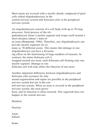 Most axons are covered with a myelin sheath, composed of glial
cells called oligodendrocytes in the
central nervous system and Schwann cells in the peripheral
nervous system.
An oligodendrocyte consists of a cell body with up to 70 long
processes. Each process of the oli-
godendrocyte forms a myelin segment and wraps itself around a
short distance (about 1 mm) of
an axon (Hammond, 1996). Therefore, one oligodendrocyte can
provide myelin segments for as
many as 70 different axons. This means that damage to one
oligodendrocyte can have a devastat-
ing effect on the functioning of large numbers of neurons. In
contrast, the entire Schwann cell is
wrapped around one axon, each Schwann cell forming only one
myelin segment. Damage to one
Schwann cell will only affect the function of one axon.
Another important difference between oligodendrocytes and
Schwann cells accounts for why
axonal regeneration and repair are possible in the peripheral
nervous system but not in the cen-
tral nervous system. When an axon is severed in the peripheral
nervous system, the axon grows
back, and its function is often restored. This regrowth does not
happen in the central nervous
Dendrite
Nucleus
Axon
hillock
Soma
 