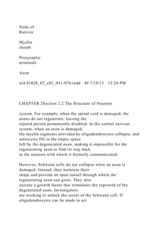 Node of
Ranvier
Myelin
sheath
Presynaptic
terminals
Axon
wiL81028_02_c02_031-074.indd 49 7/10/13 12:24 PM
CHAPTER 2Section 2.2 The Structure of Neurons
system. For example, when the spinal cord is damaged, the
axons do not regenerate, leaving the
injured person permanently disabled. In the central nervous
system, when an axon is damaged,
the myelin segments provided by oligodendrocytes collapse, and
astrocytes fill in the empty space
left by the degenerated axon, making it impossible for the
regenerating axon to find its way back
to the neurons with which it formerly communicated.
However, Schwann cells do not collapse when an axon is
damaged. Instead, they maintain their
shape and provide an open tunnel through which the
regenerating axon can grow. They also
excrete a growth factor that stimulates the regrowth of the
degenerated axon. Investigators
are working to unlock the secret of the Schwann cell. If
oligodendrocytes can be made to act
 