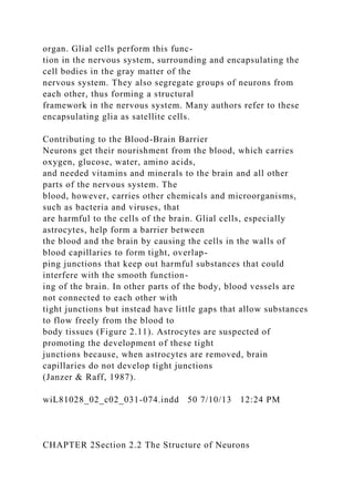 organ. Glial cells perform this func-
tion in the nervous system, surrounding and encapsulating the
cell bodies in the gray matter of the
nervous system. They also segregate groups of neurons from
each other, thus forming a structural
framework in the nervous system. Many authors refer to these
encapsulating glia as satellite cells.
Contributing to the Blood-Brain Barrier
Neurons get their nourishment from the blood, which carries
oxygen, glucose, water, amino acids,
and needed vitamins and minerals to the brain and all other
parts of the nervous system. The
blood, however, carries other chemicals and microorganisms,
such as bacteria and viruses, that
are harmful to the cells of the brain. Glial cells, especially
astrocytes, help form a barrier between
the blood and the brain by causing the cells in the walls of
blood capillaries to form tight, overlap-
ping junctions that keep out harmful substances that could
interfere with the smooth function-
ing of the brain. In other parts of the body, blood vessels are
not connected to each other with
tight junctions but instead have little gaps that allow substances
to flow freely from the blood to
body tissues (Figure 2.11). Astrocytes are suspected of
promoting the development of these tight
junctions because, when astrocytes are removed, brain
capillaries do not develop tight junctions
(Janzer & Raff, 1987).
wiL81028_02_c02_031-074.indd 50 7/10/13 12:24 PM
CHAPTER 2Section 2.2 The Structure of Neurons
 