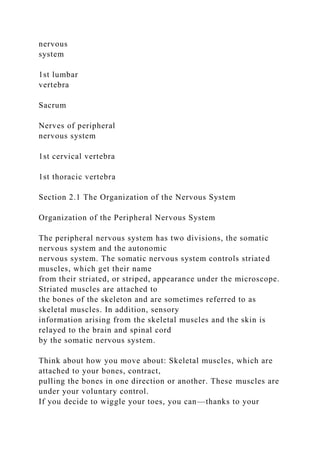 nervous
system
1st lumbar
vertebra
Sacrum
Nerves of peripheral
nervous system
1st cervical vertebra
1st thoracic vertebra
Section 2.1 The Organization of the Nervous System
Organization of the Peripheral Nervous System
The peripheral nervous system has two divisions, the somatic
nervous system and the autonomic
nervous system. The somatic nervous system controls striated
muscles, which get their name
from their striated, or striped, appearance under the microscope.
Striated muscles are attached to
the bones of the skeleton and are sometimes referred to as
skeletal muscles. In addition, sensory
information arising from the skeletal muscles and the skin is
relayed to the brain and spinal cord
by the somatic nervous system.
Think about how you move about: Skeletal muscles, which are
attached to your bones, contract,
pulling the bones in one direction or another. These muscles are
under your voluntary control.
If you decide to wiggle your toes, you can—thanks to your
 