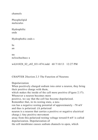 channels
Phospholipid
molecules
Hydrophilic
ends
Hydrophobic ends s
Io
an
nn
nelsschachacc a
wiL81028_02_c02_031-074.indd 60 7/10/13 12:27 PM
CHAPTER 2Section 2.3 The Function of Neurons
Depolarization
When positively charged sodium ions enter a neuron, they bring
their positive charge with them,
which makes the inside of the cell more positive (Figure 2.17).
Whenever a neuron becomes more
positive, we say that the cell has become depolarized.
Remember that, in its resting state, a neu-
ron has a negative resting potential of approximately –70 mV
and thus is polarized. (A polarized
neuron is a neuron that carries a positive or negative electrical
charge.) Any positive movement
away from this polarized resting voltage toward 0 mV is called
depolarization. Depolarization of
the cell membrane causes sodium channels to open, which
 