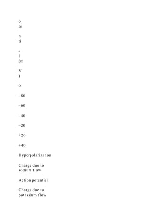 o
te
n
ti
a
l
(m
V
)
0
–80
–60
–40
–20
+20
+40
Hyperpolarization
Charge due to
sodium flow
Action potential
Charge due to
potassium flow
 