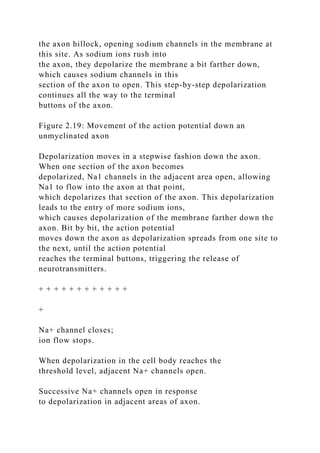 the axon hillock, opening sodium channels in the membrane at
this site. As sodium ions rush into
the axon, they depolarize the membrane a bit farther down,
which causes sodium channels in this
section of the axon to open. This step-by-step depolarization
continues all the way to the terminal
buttons of the axon.
Figure 2.19: Movement of the action potential down an
unmyelinated axon
Depolarization moves in a stepwise fashion down the axon.
When one section of the axon becomes
depolarized, Na1 channels in the adjacent area open, allowing
Na1 to flow into the axon at that point,
which depolarizes that section of the axon. This depolarization
leads to the entry of more sodium ions,
which causes depolarization of the membrane farther down the
axon. Bit by bit, the action potential
moves down the axon as depolarization spreads from one site to
the next, until the action potential
reaches the terminal buttons, triggering the release of
neurotransmitters.
+ + + + + + + + + + + +
+
Na+ channel closes;
ion flow stops.
When depolarization in the cell body reaches the
threshold level, adjacent Na+ channels open.
Successive Na+ channels open in response
to depolarization in adjacent areas of axon.
 