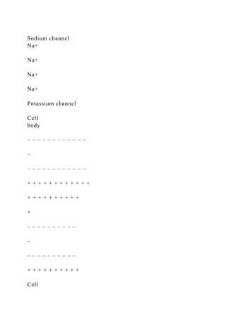 Sodium channel
Na+
Na+
Na+
Na+
Potassium channel
Cell
body
– – – – – – – – – – – –
–
– – – – – – – – – – – –
+ + + + + + + + + + + +
+ + + + + + + + + +
+
– – – – – – – – – –
–
– – – – – – – – – –
+ + + + + + + + + +
Cell
 