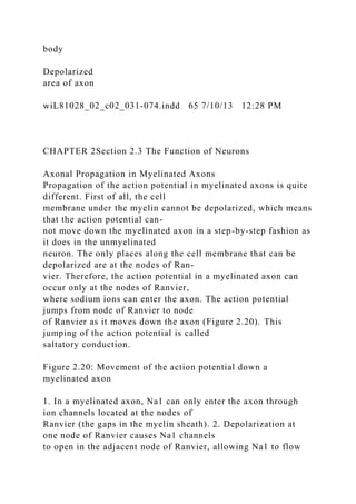 body
Depolarized
area of axon
wiL81028_02_c02_031-074.indd 65 7/10/13 12:28 PM
CHAPTER 2Section 2.3 The Function of Neurons
Axonal Propagation in Myelinated Axons
Propagation of the action potential in myelinated axons is quite
different. First of all, the cell
membrane under the myelin cannot be depolarized, which means
that the action potential can-
not move down the myelinated axon in a step-by-step fashion as
it does in the unmyelinated
neuron. The only places along the cell membrane that can be
depolarized are at the nodes of Ran-
vier. Therefore, the action potential in a myelinated axon can
occur only at the nodes of Ranvier,
where sodium ions can enter the axon. The action potential
jumps from node of Ranvier to node
of Ranvier as it moves down the axon (Figure 2.20). This
jumping of the action potential is called
saltatory conduction.
Figure 2.20: Movement of the action potential down a
myelinated axon
1. In a myelinated axon, Na1 can only enter the axon through
ion channels located at the nodes of
Ranvier (the gaps in the myelin sheath). 2. Depolarization at
one node of Ranvier causes Na1 channels
to open in the adjacent node of Ranvier, allowing Na1 to flow
 