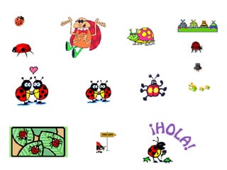 Ladybirds ladybugs bugs beetles Ladybirds ladybugs bugs beetles 