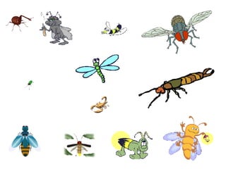 Firefly earwig Firefly  earwig 