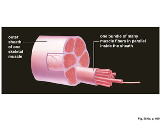 Parallel Muscle Shape Example Images20 | PPT