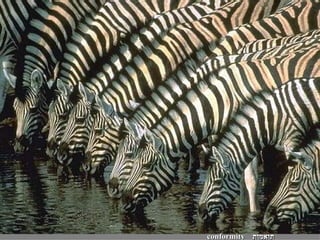 תואמות conformity 