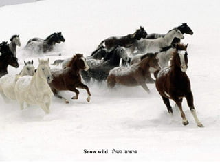 פראים בשלג Snow wild 