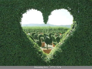 אהבה פורחת blooming love 