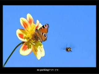 אין חניה no parking 