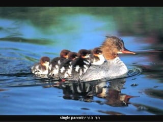 חד הורית single parent 