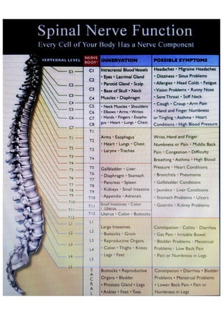 Your Spine and Nervous System